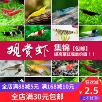 Fish City Crystal Shrimp Pet Cherry Blossom Polar Fire Rice Shrimp Fresh Water And Black Shell Grass Cylinder Tool Shrimp Except Algae Shrimp Snails