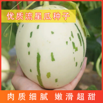 Cuiyi melon seeds Cantaloupe seeds Thick-skinned sweet early ripening high-yield relict meteor shower melon super sweet white-skin seed seedlings