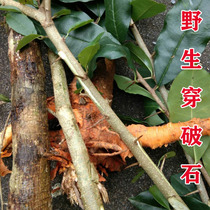 Wild piercing stone 500 grams of Chinese herbal medicine Sichuan rubbed stone cotton root extension root fresh slice dried pure root