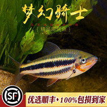 Fantasy knight fish tropical ornamental fish freshwater fish smile medium and large fish red flag pencil docile fish easy to raise fish live
