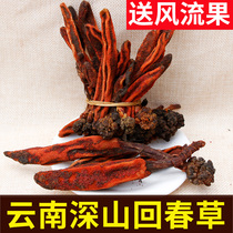 Yunnan Huichun grass 500g Cistanche Top Tianzhu evergreen grass Cistanche merry fruit lock Yang male bubble wine material