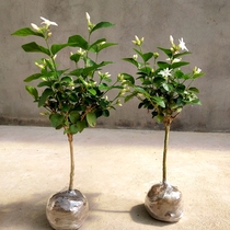 Single-petal pen tip Jasmine Miao single pole Jasmine flower potted room outdoor strong scents plant with flower bud