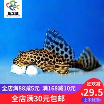 Scavenger fish live BAO WEN scavenger fish live free postage BAO WEN scavenger fish clean fish live
