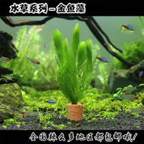 True water plant Golden fish algae Green fox tail water guppie Tropical fish Betta grass tank fish tank Landscaping middle and rear landscape water plant