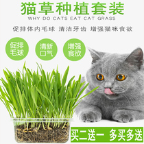 Cat grass seed cat mint powder to remove hair ballads cameo potted plant seed cat grass planting suit cat snacks