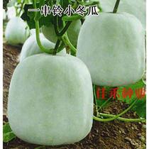 Jiahe seed industry a string of bells small wax gourd seeds green round winter melon seeds spring sown spring vegetable seed Garden