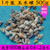 Corn snail natural small conch shell DIY Marine bottle material micro landscape landscape decoration 0 8-1 5cm