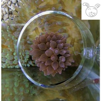 Sea Anemone Pacifier Anti-Running Theorizer Rug House Sea Anemone Coral Exclusive Home Cup Fixed Container Fish Tank Building Decoration