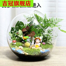 Succulent plant combination potted micro landscape creative mini plant DIY birthday Moss ecological bottle