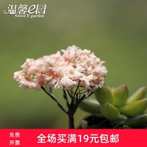 Micro landscape ornaments simulation Christmas tree simulation flower cherry blossom fleshy accessories material Zakka ornaments accessories