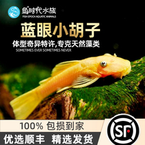 Blue Eyed Gold Beard Scavenger-Shaped Ornamental Cleaning Tool Cold Water Tropical Low Shelter Sails 24k Living Body