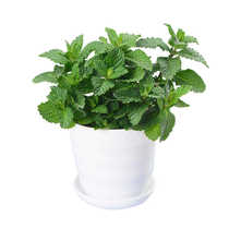 Peppermint potted edible fresh mint leaf office balcony plant mosquito repellent mint seedlings clean air green plant