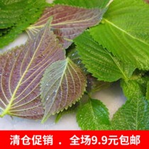 Indoor courtyard potted balcony planting flower fairy flower seeds two-color Suzi Green purple leaf seed vegetable