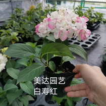 Imported new big flower hydrangea seedling White Shouhong (new single link)