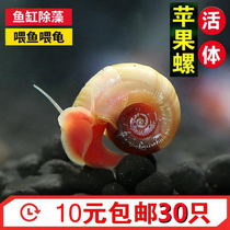 Apple snail ornamental snail living snail pet snail snail algae fish tank cleaning tool snail freshwater breeding
