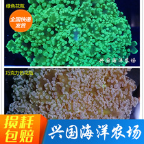 Vase Green Cumuli Green Chocolate Color Xingguo Seawater Fish Living Coral Round Cap Real Leafy Coral Wrap