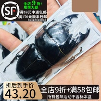 Sumatra Wide Flat Shovels Chia Specimen Coarse Tooth Giant wide flat shovel A Dorcus Alcides beetle insect specimen