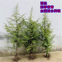 Potted snowpine tree Miao Courtyard Line Tree Planting All Season Evergreen Tree Sapling Resistant Cold Pines Pine Christmas Tree