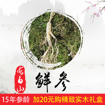 Ginseng fresh ginseng fresh ginseng mountain ginseng forest ginseng soil ginseng Changbai Mountain ginseng northeast specialty