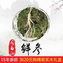 Ginseng Fresh ginseng Fresh ginseng Moving mountain ginseng Under the forest ginseng Soil ginseng Changbai Mountain Ginseng Northeast specialty