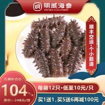 (Buy one get one free) Mingwei wild instant small sea cucumber single fresh Liao ginseng sea seepage 264g
