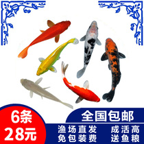 Koi live fish Ornamental fish Live koi fish gold red and white three-color small koi fry easy to raise practice hand fish