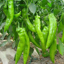 Extra-large beef horn pepper seed pepper seed taste spicy spring sown vegetables seed family balcony planting vegetables farmhouse garden
