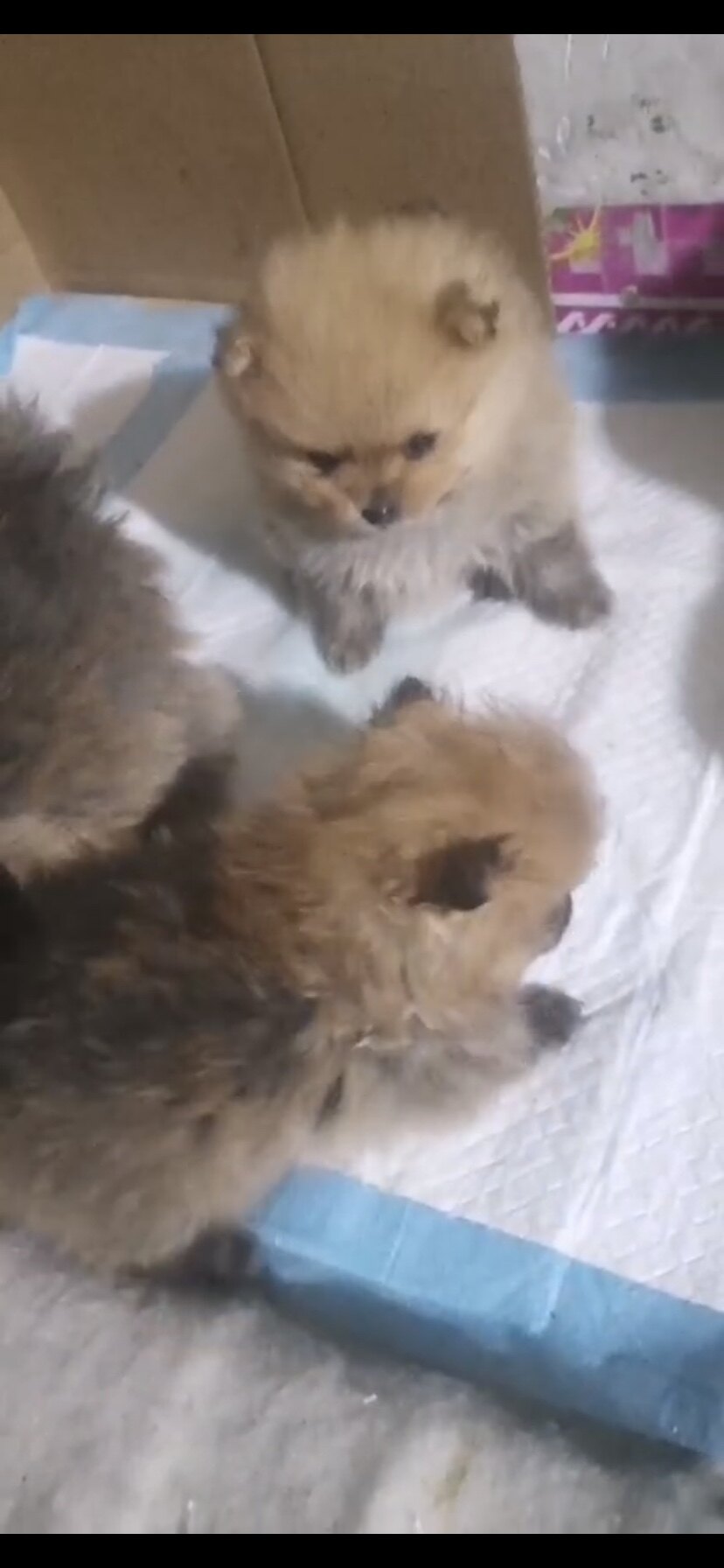 凯锐思犬主粮口碑怎样？详细解密有谁用过？