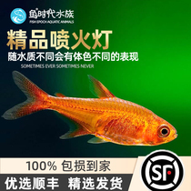 Fish era] Flaming Light Water Grass Cylinders Fresh Water Small Tropical Ornamental Group Tours Effect Good Orange Sail Lamp Living Fish