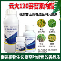 Cloud 1.2 million of brassinolide rooting seedlings promoting blossom and fruit yield alleviate injury growth regulators