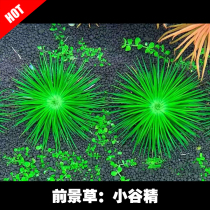 Small Ancient Finale Small Valley Fine Grass Cylinder Building View Foreground Grass Fish Tank Aquarium Water Grass Underwater leaf varieties to guarantee fresh water