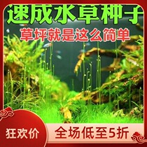 Water grass seeds mini pair of leaf grass fish tank foreground grass quick lawn water lily seeds aquarium landscaping cattle hair grass