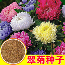 Cuisile Seeds Season Seeds Easy To Live Seed Flowers Seed Winter Planting Flowers Seed Winter Outdoor Flowering Seed