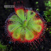 Jindiluo Drochia red carnivorous plant potted Cordyceps grass indoor living room plant seeds to formaldehyde