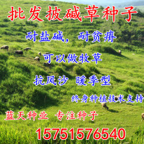 The company wholesale high-quality Elymus seeds pasture seeds lawn seeds can be used as pasture etc.