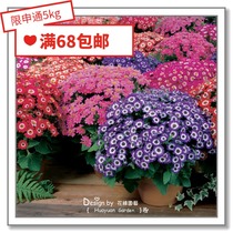 Flower edge pickle imported flower seeds * Dutch SG*Melon leaf chrysanthemum * Clown series 5 pills