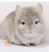 (Shanghai Totoro physical store) American Angora long-haired chinchilla long-haired beige gray cat MM