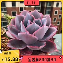 The old pile of the late summer blue light in the multi-scar plant and cabin palace