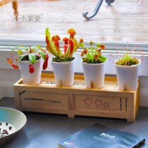 Carnivorous plant set combination potted Cordyceps Cordyceps eating lazy pot pot Venus flytrap