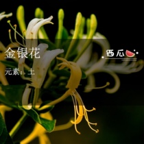 The winter of Ninja is a