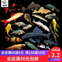 Scavenger fish live Pipa scavenger fish live tools fish garbage fish cleaning fish tropical ornamental fish