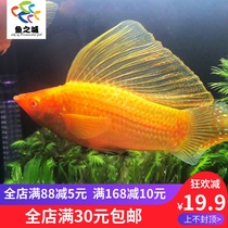 Viviparous fish viviparous fish live Mary fish Mary fish live high sail Golden Mary fish live fish