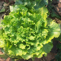 Lettuce seeds and seeds seeds. Spring and autumn sowing green seeds. Eating courtyard autumn balcony Four Seasons potted vegetable seeds