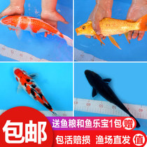 Koi fish live ornamental fish Live fish Cold water goldfish Freshwater purebred Koi small fry Lucky Feng shui fish