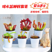 Carnivorous plant potted water storage basin small cordycas Hall Hall Venus flytrap N. Sinensis sagarum sacheria childrens gift