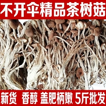 New tea tree mushroom 250g Gutian farmhouse specialty non-wild mushroom fresh and tender unopened umbrella dry bulk