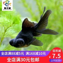 Goldfish Goldfish Live Ornamental Fish Black Dragon Eye Goldfish Black Dragon Eye Goldfish Live Goldfish Black Goldfish Live Fish