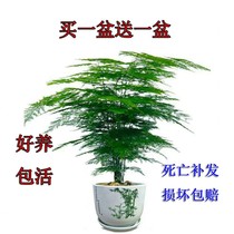 Wenzhu potted plants Indoor clean air office green plants Flower potted bonsai four seasons evergreen small potted plants