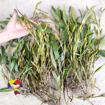 Dendrobium Dendrobium Dendrobium 500g