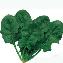 Japanese big leaf spinach seed spinach seed easy-to-plant spring and autumn sowing Four Seasons balcony potted autumn vegetable seed seed